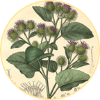 BURDOCK ROOT