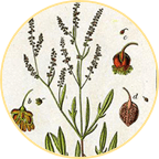 SHEEP SORREL