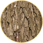 SLIPPERY ELM inner bark